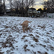 Lyla joined the competition — help win amazing prizes! animal, bare_trees, cold, dog, golden_retriever, grass, houses, landscape, nature, outdoor, pet, playful, puppy, sky, snow, sunset, trees, walking, winter, yard
