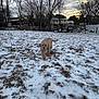 animal, bare_trees, cold, dog, golden_retriever, grass, houses, landscape, nature, outdoor, pet, playful, puppy, sky, snow, sunset, trees, walking, winter, yard