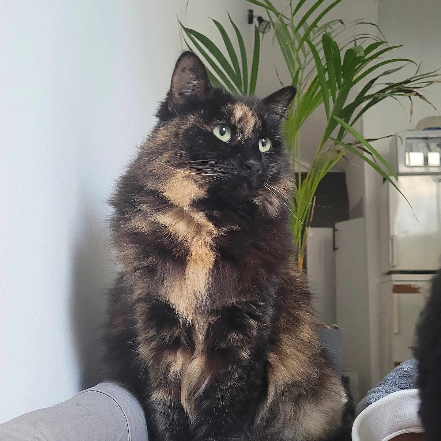 Neko participe au concours pour gagner de l'argent avec cette photo : animal, cat, closeup, cozy, cushion, domestic, fur, furniture, green_eyes, houseplant, indoor, living_room, palm, pet, portrait, relaxed, sitting, sofa, tortoiseshell_cat, whiskers