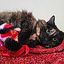 cat, tortoiseshell_cat, fur, blanket, toy, ribbon, indoor, wall, ear, paw, eyes, lying_down, closeup, pet, domestic_cat, cozy, fur_texture, whiskers, playful, resting
