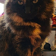 Neko a rejoint le concours — aidez-le/la à gagner de superbes lots ! cat, tortoiseshell, feline, fur, whiskers, ears, eyes, portrait, indoor, pet, closeup, fluffy, stare, window, curtain, shelf, furniture, brown, black, cozy
