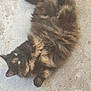 cat, tortoiseshell_cat, fluffy_fur, long_hair, pet, outdoor, concrete, lying_on_back, belly_exposed, paws, green_eyes, whiskers, relaxed, closeup, ground_texture, domestic_cat, feline, brown_black_fur, adorable, portrait