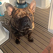 Roby participe au concours pour gagner de l'argent avec cette photo : animal, brindle, closeup, collar, companion, daylight, dog, expression, flooring, foot, french_bulldog, indoor, paw, pet, pet_accessory, reflection, sunlight, tattoo, water_bowl, wooden_deck