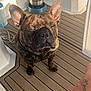 animal, brindle, closeup, collar, companion, daylight, dog, expression, flooring, foot, french_bulldog, indoor, paw, pet, pet_accessory, reflection, sunlight, tattoo, water_bowl, wooden_deck
