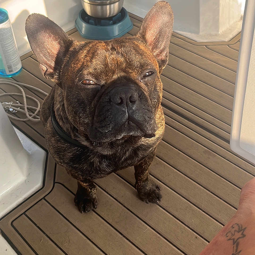 Roby participe au concours pour gagner de l'argent avec cette photo : animal, brindle, closeup, collar, companion, daylight, dog, expression, flooring, foot, french_bulldog, indoor, paw, pet, pet_accessory, reflection, sunlight, tattoo, water_bowl, wooden_deck