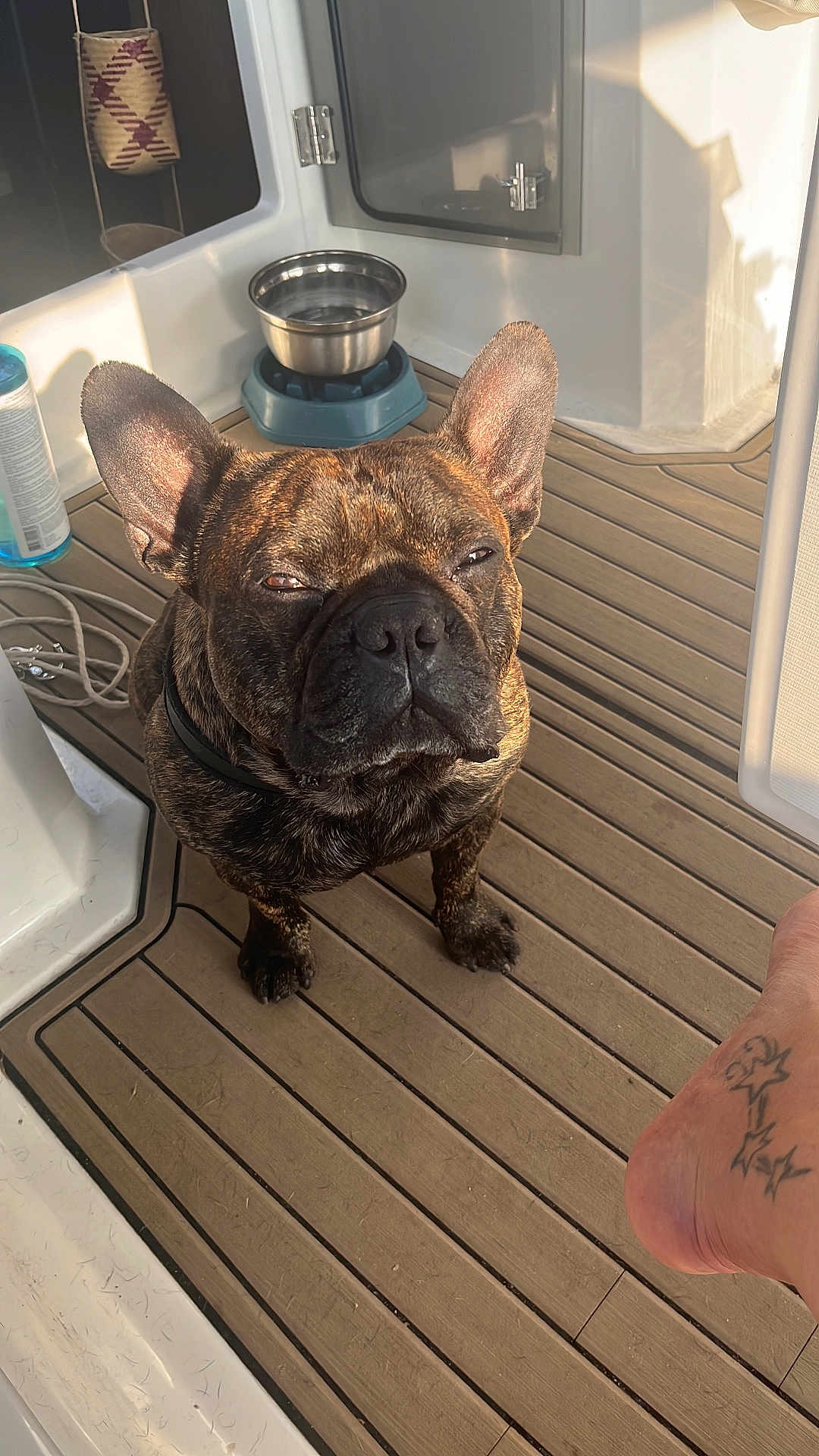Roby participe au concours pour gagner de l'argent avec cette photo : animal, brindle, closeup, collar, companion, daylight, dog, expression, flooring, foot, french_bulldog, indoor, paw, pet, pet_accessory, reflection, sunlight, tattoo, water_bowl, wooden_deck