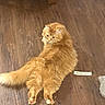 animal, cat, cute, domestic_cat, feline, flooring, fluffy, fur, household, indoor, looking_back, orange_cat, pet, relaxed, resting, sign, tail, text, whiskers, wooden_floor