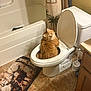 cat, toilet, bathroom, floor_mat, shower_curtain, bathtub, orange_cat, tile_floor, toilet_brush, wooden_cabinet, curious, pet, indoor, animal, household, funny, sitting, looking_up, fluffy, lid_up