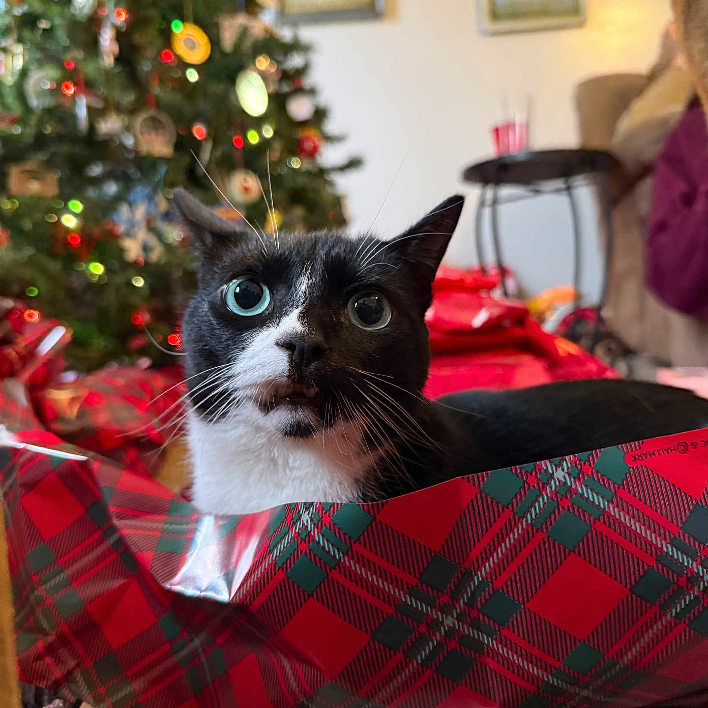 Thor Hallman joined the competition — help win amazing prizes! bokeh, carpet, cat, christmas_tree, close_up, cozy, curious, holiday_decor, indoors, living_room, ornaments, partial_person, present, red_plaid, sitting, table, tuxedo_cat, whiskers, wide_eyes, wrapping_paper