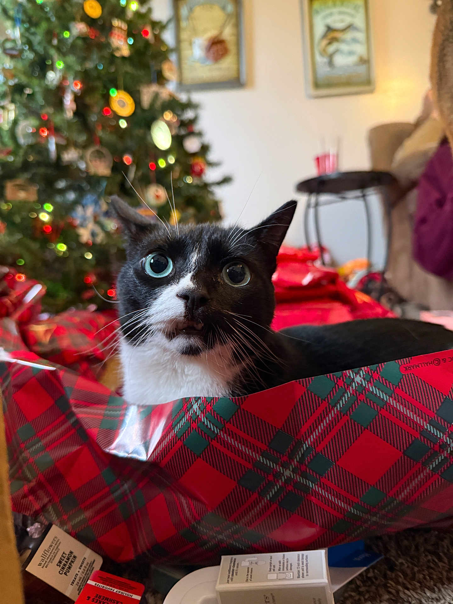 Thor Hallman joined the competition — help win amazing prizes! cat, tuxedo_cat, christmas_tree, wrapping_paper, holiday_decor, wide_eyes, ornaments, bokeh, indoors, present, whiskers, curious, close_up, sitting, red_plaid, living_room, carpet, table, partial_person, cozy