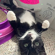 Thor Hallman is registered to the contest to win money with this photo: cat, tuxedo_cat, green_eyes, whiskers, front_paws, paw, lying_on_back, carpet, scratcher_toy, purple_toy, pink_sign, cardboard, handwritten_text, indoor, pet, closeup, portrait, black_and_white_fur, cute, playful