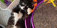 Thor Hallman joined the competition — help win amazing prizes! kitten, cat, tuxedo_cat, pet, toys, toy_basket, scratcher, cardboard_scratcher, purple_toy, pink_paws, white_belly, whiskers, green_eyes, carpet, indoor, paw_raised, cute, relaxed, playing, floor