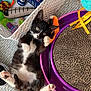 kitten, cat, tuxedo_cat, pet, toys, toy_basket, scratcher, cardboard_scratcher, purple_toy, pink_paws, white_belly, whiskers, green_eyes, carpet, indoor, paw_raised, cute, relaxed, playing, floor