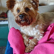 Binky is registered to the contest to win money with this photo: dog, small_dog, fluffy, pet, blanket, pink_blanket, indoor, sofa, couch, porcelain_doll, decor, fur, cute, animal, relaxed, home, legs, cozy, companion, portrait