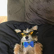 Leroy Jethro Gibbs joined the competition — help win amazing prizes! accessory, animal, black_cushion, bow_tie, brown_fur, chill, couch, cute, dog, domestic, fluffy, furry, indoor, lying_down, nap, pet, polka_dot, relaxed, small_dog, sunglasses