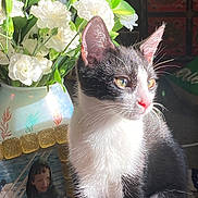 Cedric joined the competition — help win amazing prizes! animal, black_and_white, cat, closeup, curious, decor, domestic, feline, flower_vase, framed_photo, green_leaves, indoor, pet, plant, portrait_photo, still_life, sunlight, table, whiskers, white_flowers