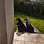 animal, back_view, canine, companions, daytime, dog, fence, garden, grass, nature, outdoor, patio, pets, quiet, relaxation, shadow, sunlight, three_animals, tile_floor, trees