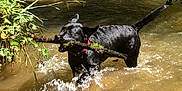 Ruby a rejoint le concours — aidez-le/la à gagner de superbes lots ! active, animal, black_dog, canine, creek, dog, greenery, moss, nature, outdoor, pet, playful, river, splashing, stick, summer, sunlight, water, water_splash, wet