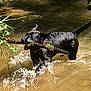active, animal, black_dog, canine, creek, dog, greenery, moss, nature, outdoor, pet, playful, river, splashing, stick, summer, sunlight, water, water_splash, wet