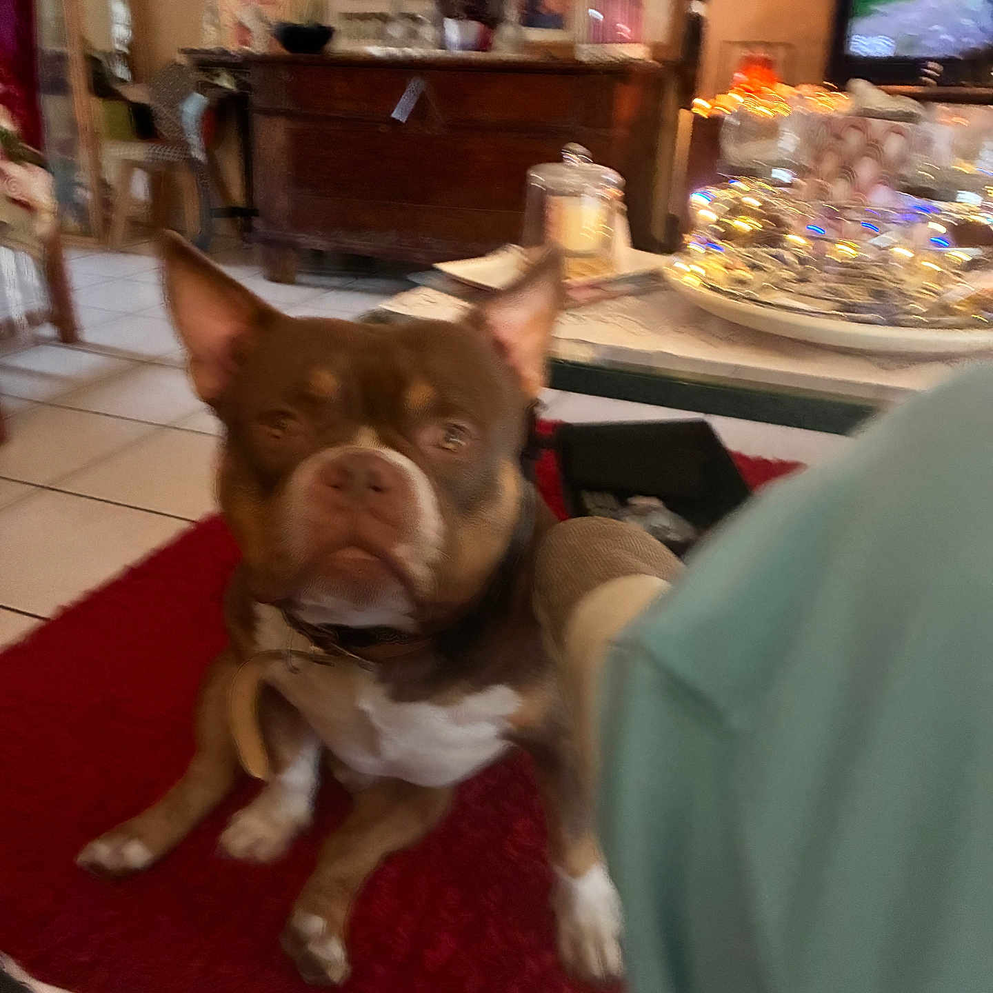 Alpha a rejoint le concours — aidez-le/la à gagner de superbes lots ! dog, bulldog, pet, canine, sitting, portrait, indoors, living_room, red_rug, brown_fur, white_chest, collar, ears, face, eyes, home, furniture, television, dessert, holiday_decor