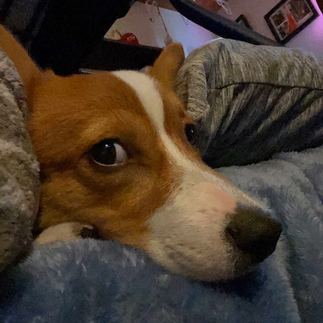 Bear joined the competition — help win amazing prizes! animal, armchair, beagle, blanket, canine, chair, clothing, couch, cushion, dog, furniture, homedecor, hound, knitwear, linen, pet, photoframe, puppy, snout, sweater