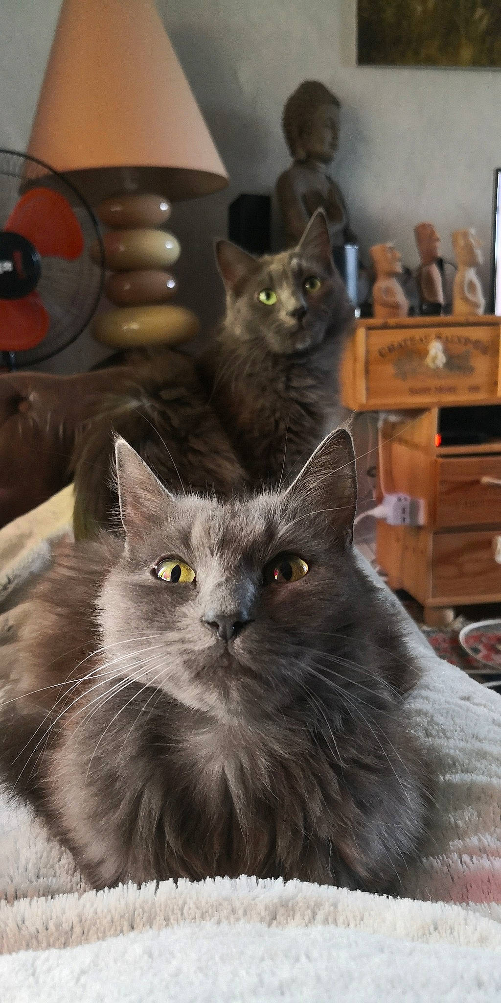 Oups a rejoint le concours — aidez-le/la à gagner de superbes lots ! asian, asian_semi_longhair, british_longhair, british_semi_longhair, carnivore, cat, chartreux, domestic_long_haired_cat, domestic_short_haired_cat, felidae, kitten, korat, maine_coon, mammal, nebelung, norwegian_forest_cat, russian_blue, small_to_medium_sized_cats, vertebrate, whiskers
