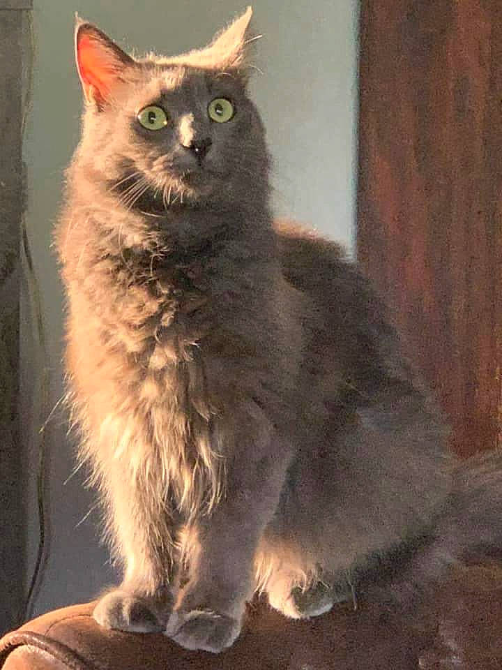 Oups a rejoint le concours — aidez-le/la à gagner de superbes lots ! asian, asian_semi_longhair, british_semi_longhair, carnivore, cat, domestic_long_haired_cat, domestic_short_haired_cat, felidae, kitten, korat, laperm, maine_coon, mammal, nebelung, norwegian_forest_cat, small_to_medium_sized_cats, somali, tail, vertebrate, whiskers