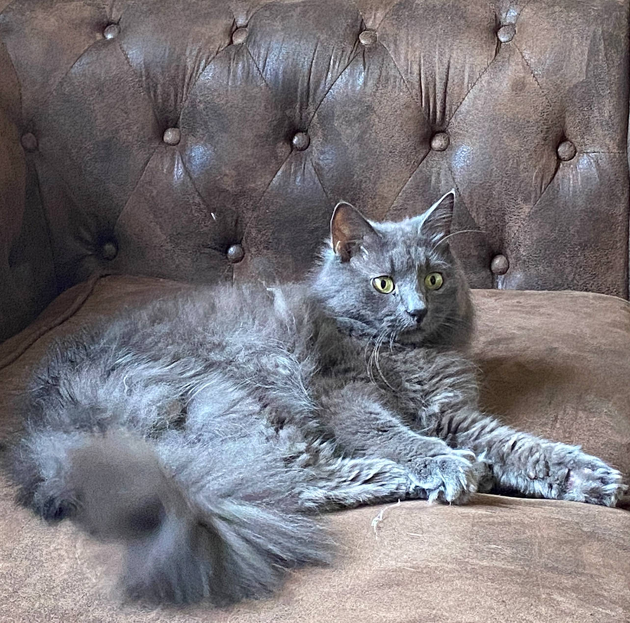 Oups a rejoint le concours — aidez-le/la à gagner de superbes lots ! abyssinian, angora, animal, architecture, armchair, building, cat, chair, couch, cushion, furniture, gray, homedecor, indoors, kitten, livingroom, manx, person, pet, room