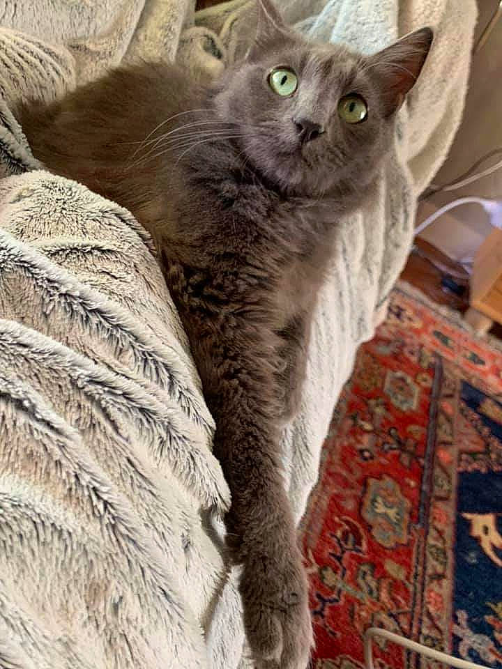 Oups a rejoint le concours — aidez-le/la à gagner de superbes lots ! asian, british_shorthair, carnivore, cat, chartreux, domestic_short_haired_cat, european_shorthair, felidae, german_rex, kitten, korat, mammal, nebelung, russian_blue, small_to_medium_sized_cats, vertebrate, whiskers