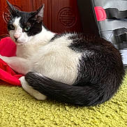 Squeak joined the competition — help win amazing prizes! cat, black_and_white, pet, indoor, carpet, furniture, wooden_cabinet, green_carpet, relaxed, animal, fur, tail, face, whiskers, ears, padded_object, red_accent, texture, close_up, resting