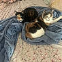 cat, cats, calico_cat, two_cats, blanket, blue_blanket, bed, floral_sheets, bedding, indoor, pet, fur, green_eyes, resting, lying_down, pair, cute, collar, cozy, home