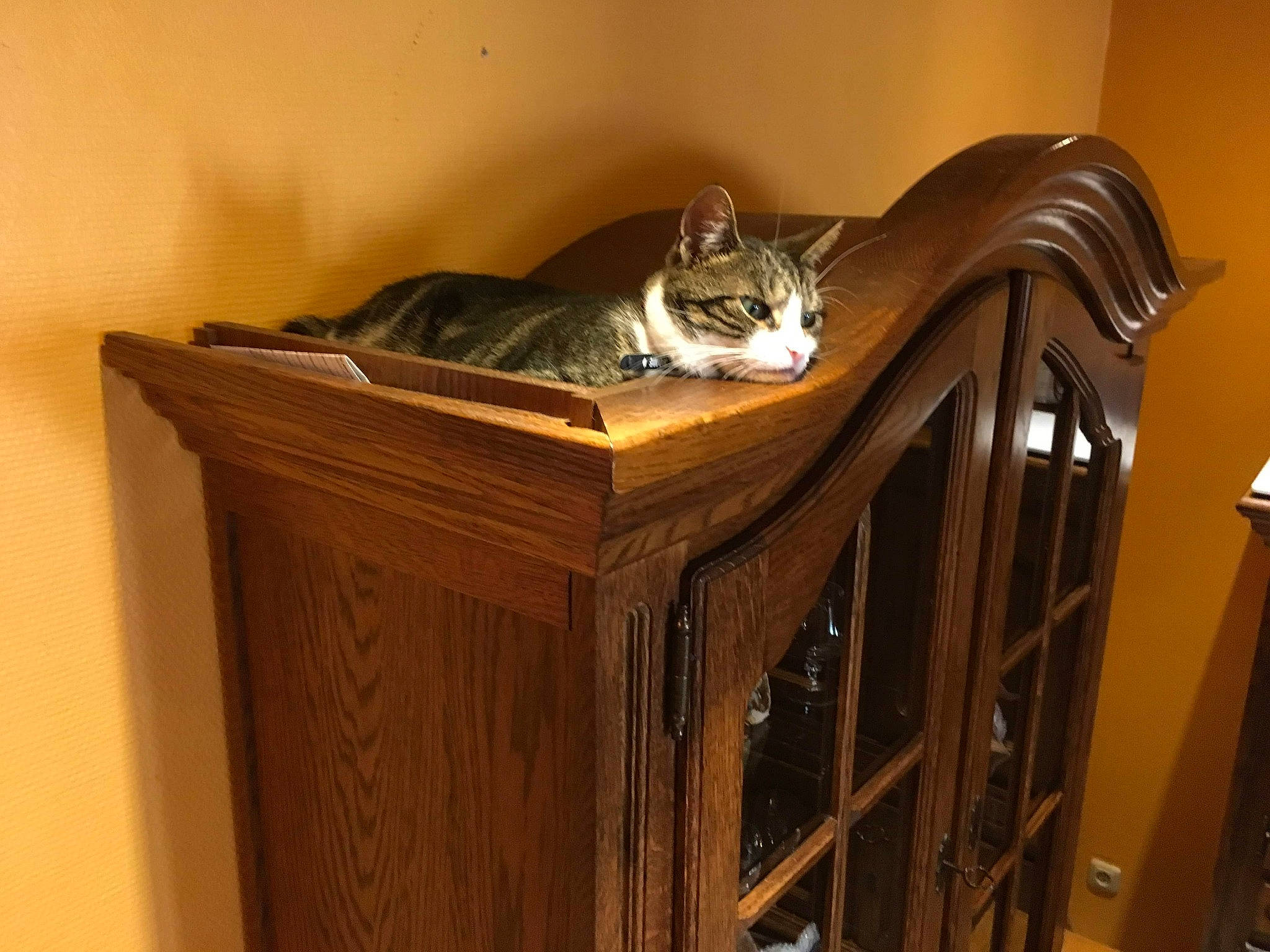 Rambo a rejoint le concours — aidez-le/la à gagner de superbes lots ! cat, fawn, felidae, furniture, room, small_to_medium_sized_cats, whiskers, wood, wood_stain