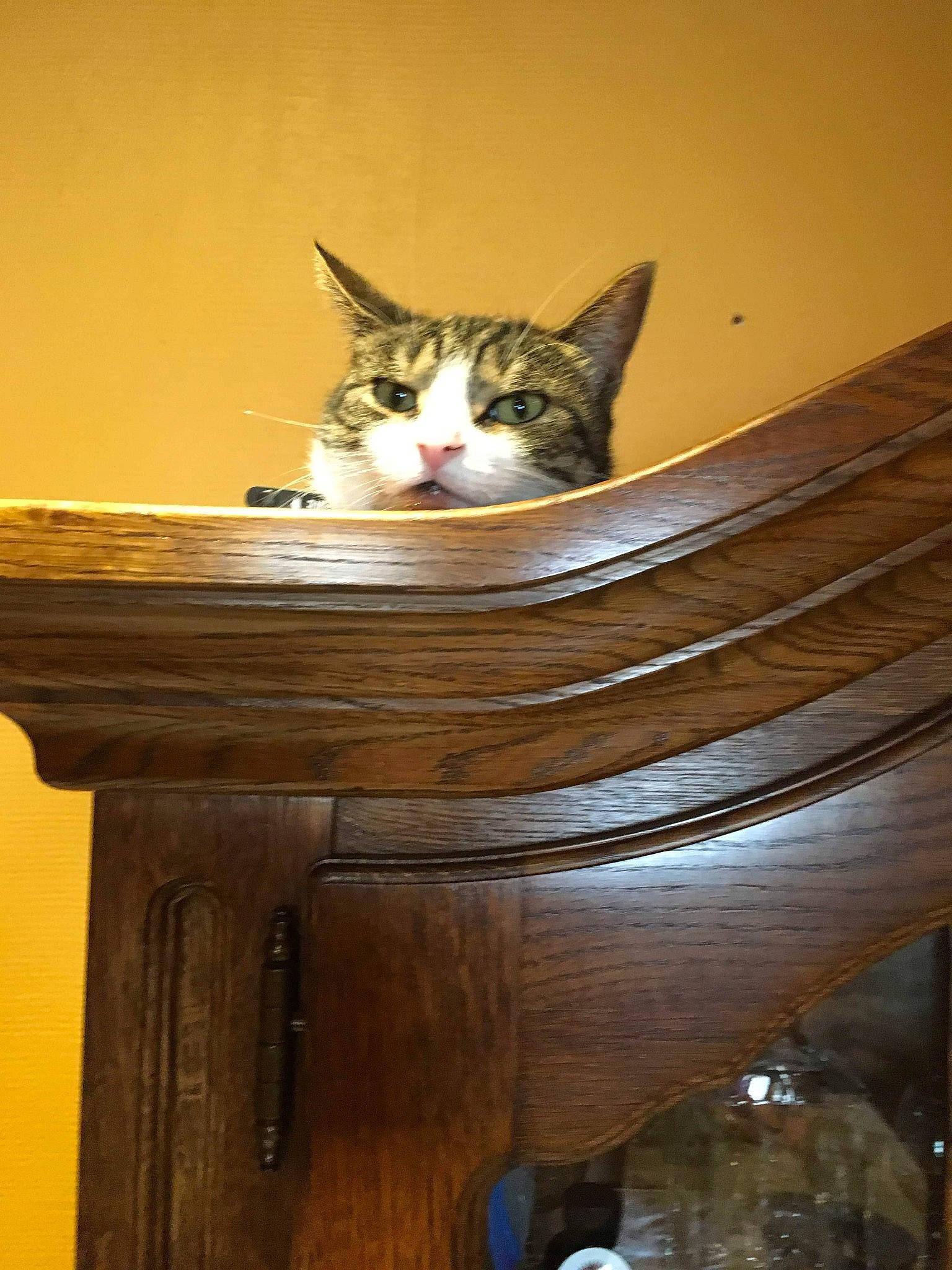 Rambo participe au concours pour gagner de l'argent avec cette photo : aegean_cat, asian, carnivore, cat, domestic_short_haired_cat, european_shorthair, fawn, felidae, kitten, small_to_medium_sized_cats, whiskers, wood