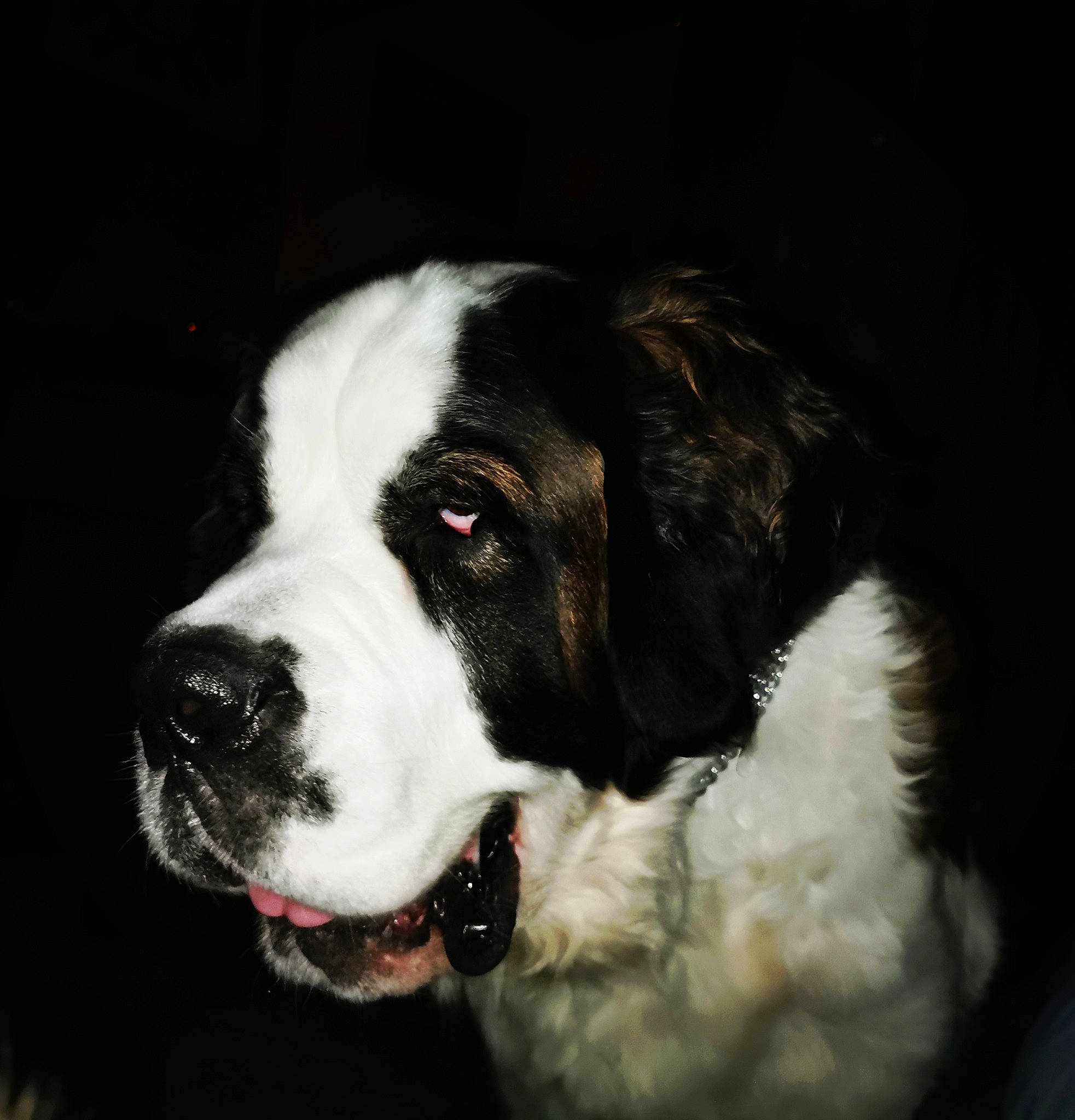 Moanna a rejoint le concours — aidez-le/la à gagner de superbes lots ! canidae, carnivore, dog, dog_breed, fur, giant_dog_breed, landseer, mammal, moscow_watchdog, nose, pyrenean_mastiff, rafeiro_do_alentejo, rare_breed_dog, snout, sporting_group, st_bernard, vertebrate, working_dog