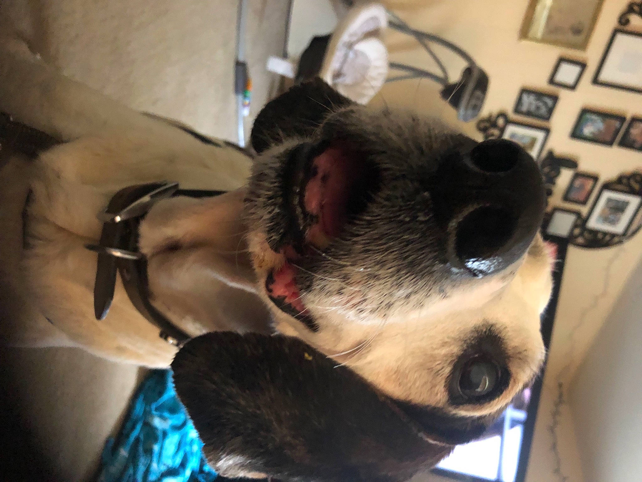 Winston is registered to the contest to win money with this photo: beard, canidae, carnivore, collar, comfort, companion_dog, computer_keyboard, dog, dog_breed, ear, eyewear, facial_hair, fawn, fur, jaw, snout, sporting_group, terrestrial_animal, whiskers, working_animal