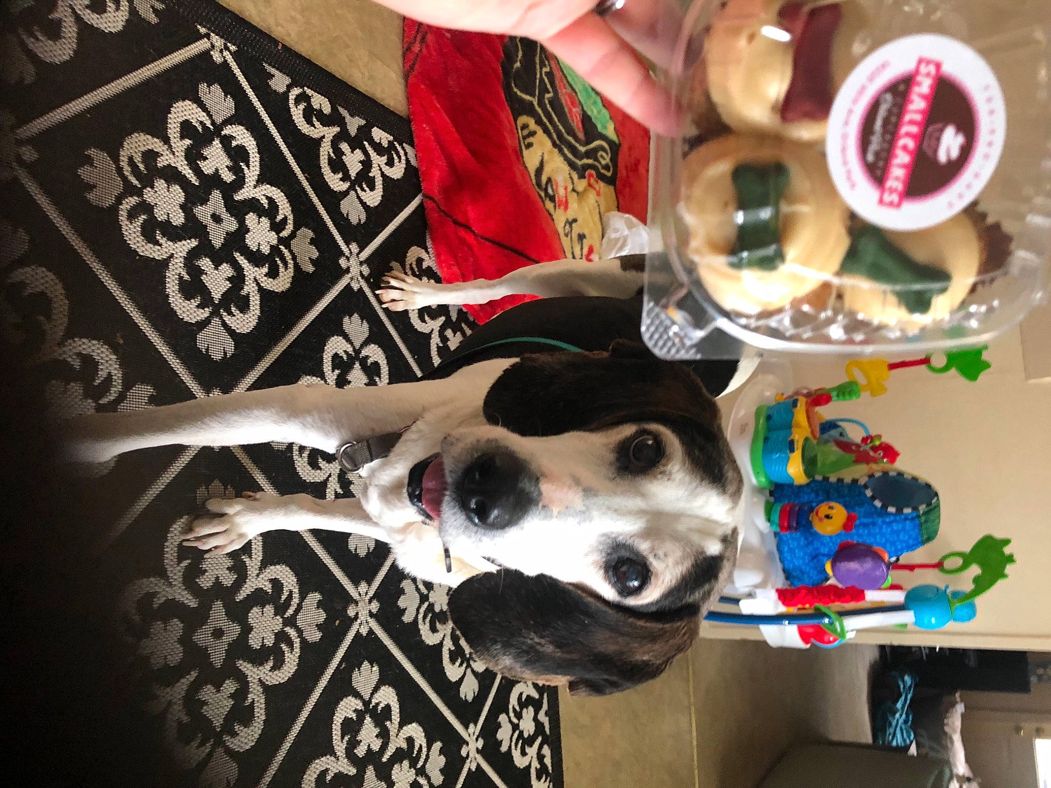 Winston is registered to the contest to win money with this photo: art, carmine, carnivore, collar, companion_dog, dog, dog_breed, dog_supply, drum, eyewear, fashion_accessory, fawn, hat, headgear, personal_protective_equipment, snout, sunglasses, visual_arts, white, working_animal