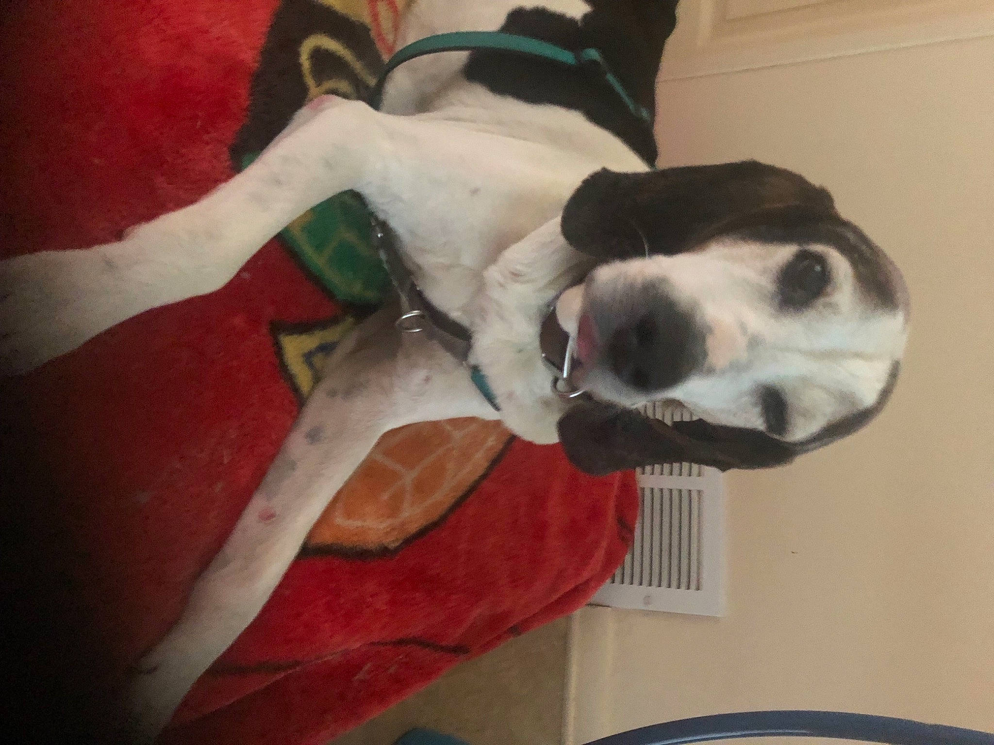 Winston joined the competition — help win amazing prizes! canidae, carnivore, collar, companion_dog, dog, dog_breed, dog_collar, door, fawn, fur, great_dane, non_sporting_group, pet_supply, sporting_group, working_animal