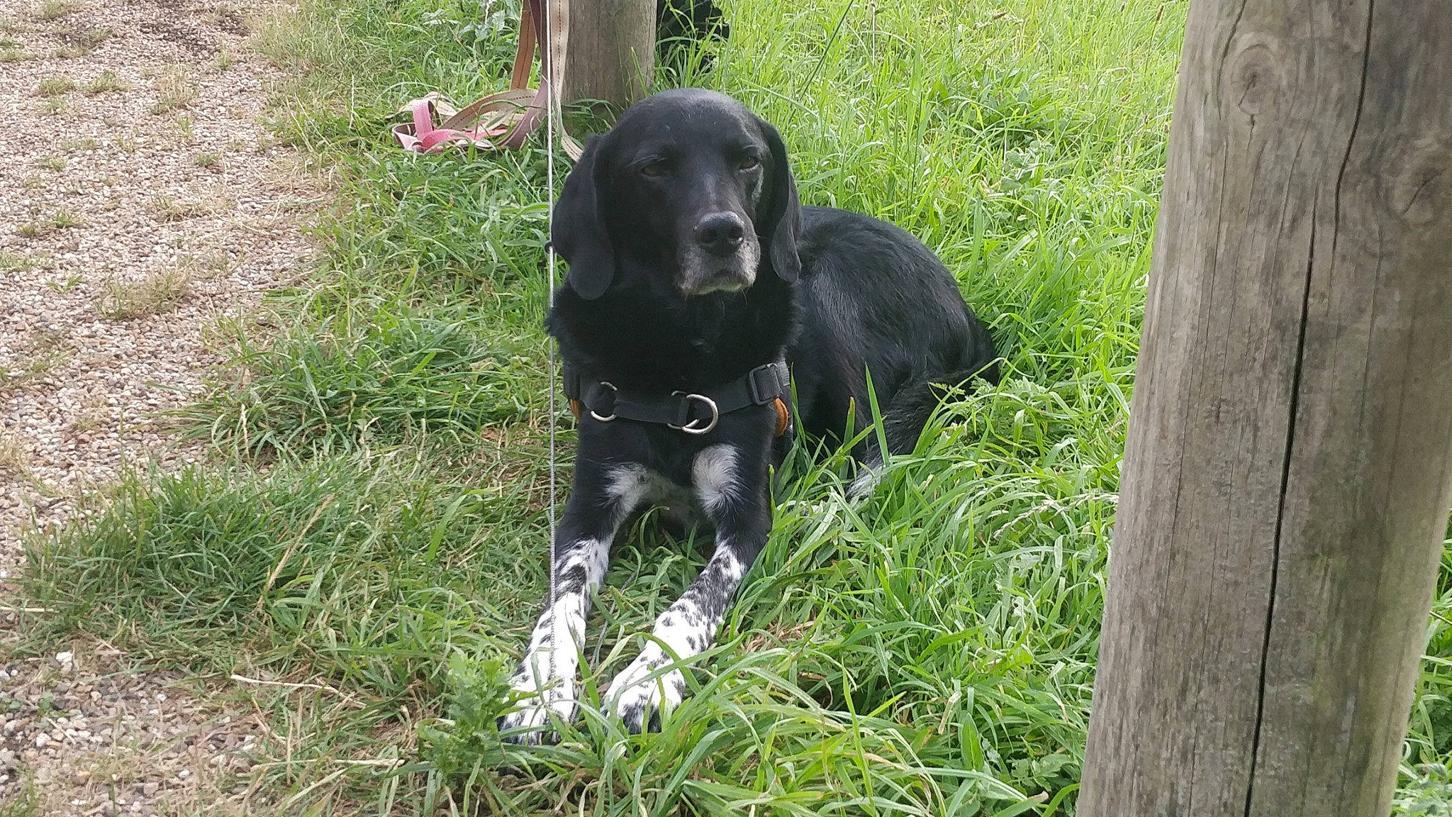 Starky participe au concours pour gagner de l'argent avec cette photo : beagador, borador, canidae, carnivore, dog, dog_breed, german_spaniel, hunting_dog, labrador_retriever, large_munsterlander, mammal, pointing_breed, rare_breed_dog, retriever, sporting_group, vertebrate
