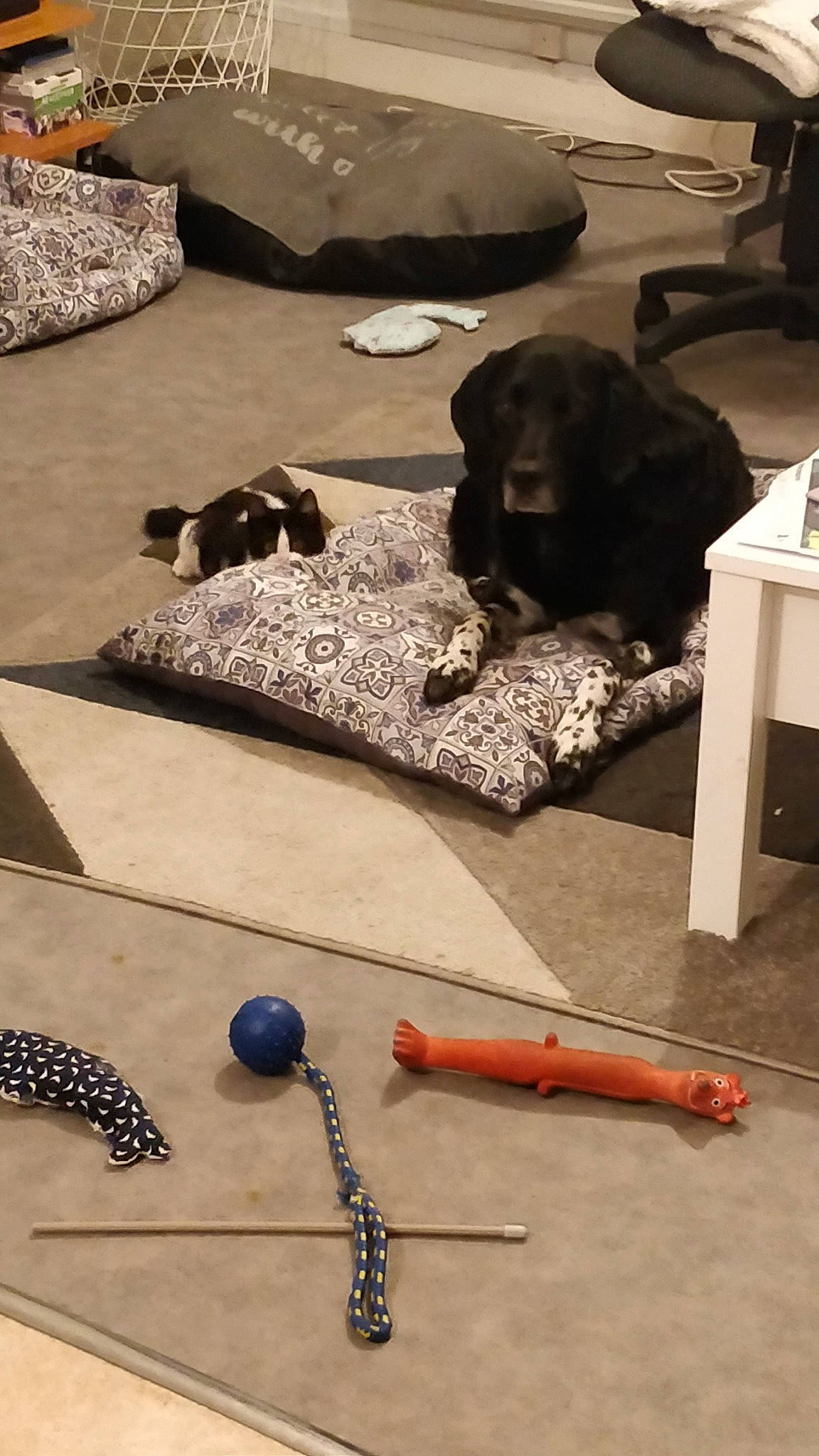 Starky participe au concours pour gagner de l'argent avec cette photo : canidae, dog, dog_breed, pointer, puppy, sporting_group