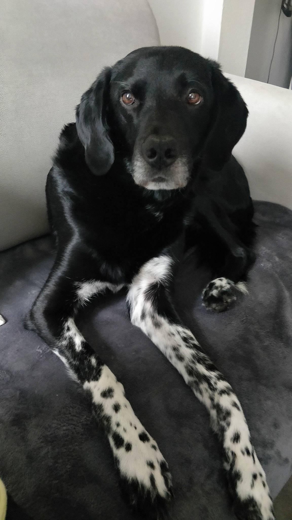 Starky participe au concours pour gagner de l'argent avec cette photo : beagador, black, borador, canidae, carnivore, companion_dog, dog, dog_breed, eurohound, flat_coated_retriever, fur, hunting_dog, labrador_retriever, mammal, pointing_breed, puppy, retriever, snout, sporting_group, vertebrate