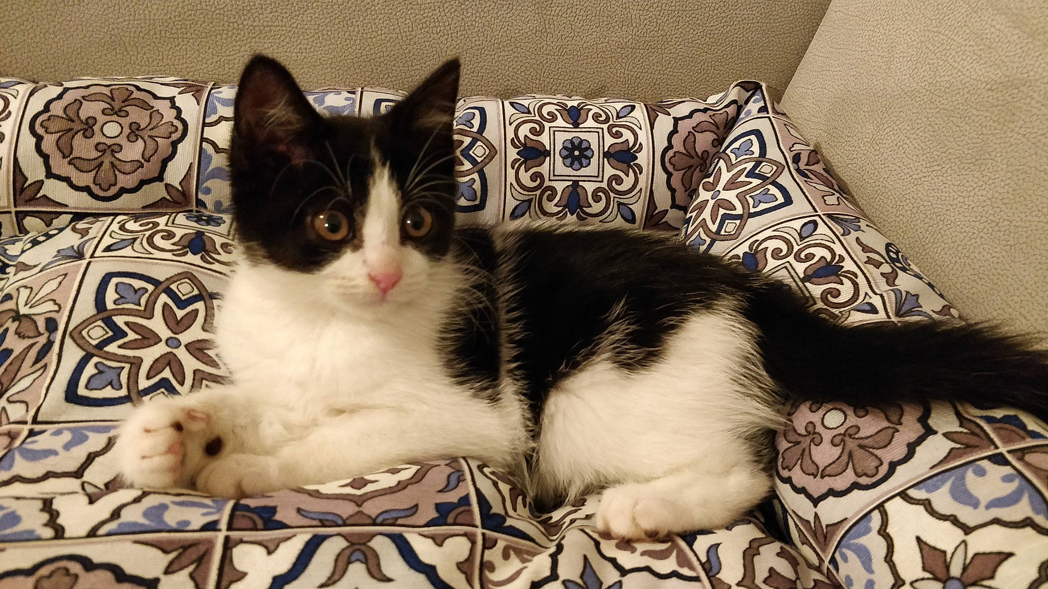 Rio participe au concours pour gagner de l'argent avec cette photo : aegean_cat, american_shorthair, american_wirehair, asian, carnivore, cat, domestic_short_haired_cat, european_shorthair, felidae, fur, furniture, kitten, mammal, norwegian_forest_cat, paw, polydactyl_cat, small_to_medium_sized_cats, tail, whiskers