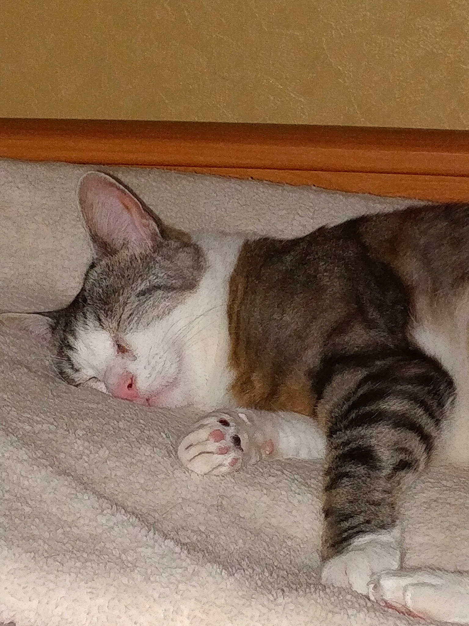 Diva participe au concours pour gagner de l'argent avec cette photo : aegean_cat, american_shorthair, american_wirehair, asian, carnivore, cat, domestic_short_haired_cat, dragon_li, european_shorthair, fawn, felidae, kitten, mammal, nap, paw, polydactyl_cat, small_to_medium_sized_cats, snout, tabby_cat, whiskers