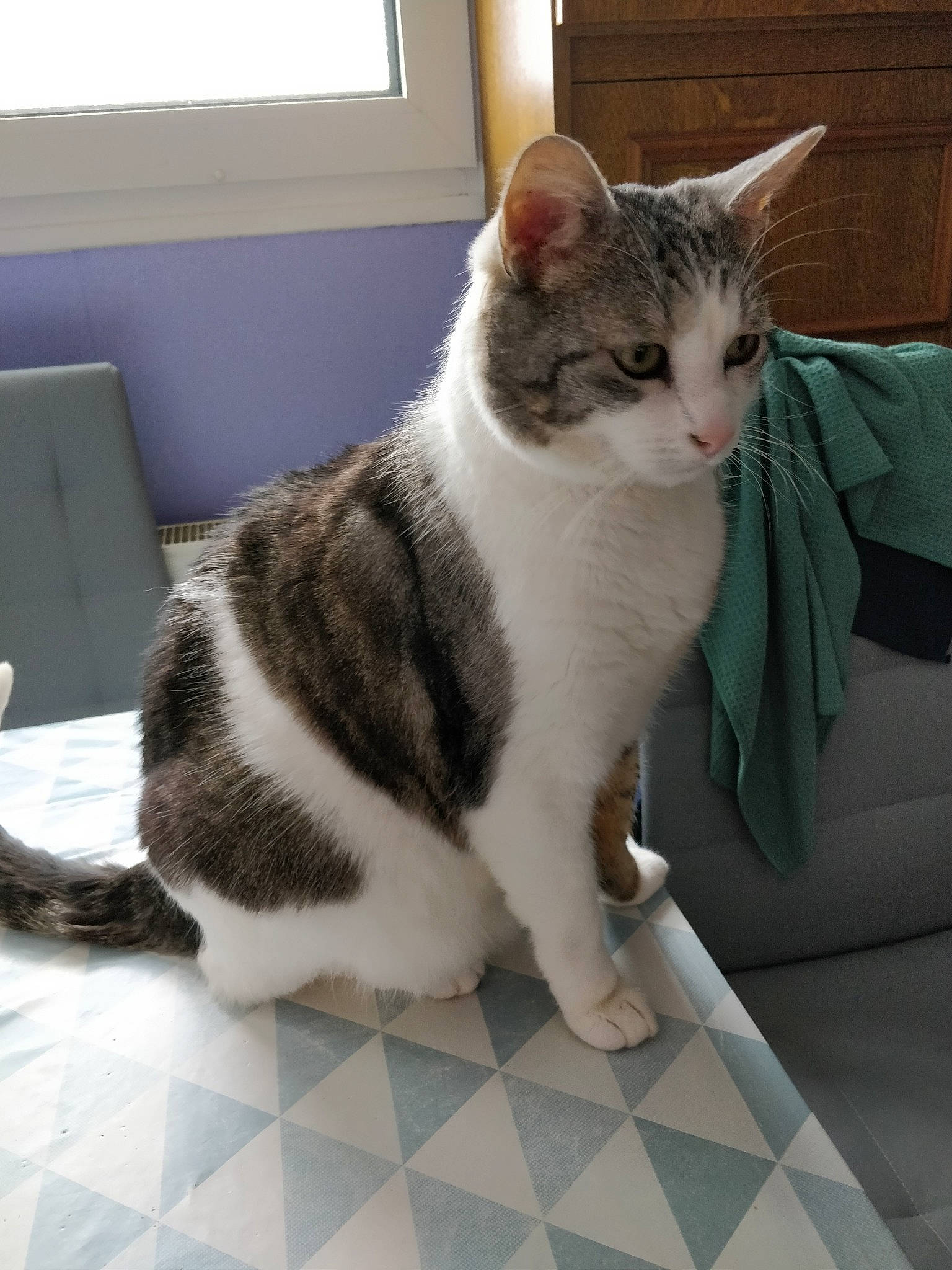 Diva participe au concours pour gagner de l'argent avec cette photo : aegean_cat, american_shorthair, american_wirehair, asian, carnivore, cat, domestic_short_haired_cat, european_shorthair, felidae, fur, kitten, mammal, paw, polydactyl_cat, small_to_medium_sized_cats, tabby_cat, tail, whiskers