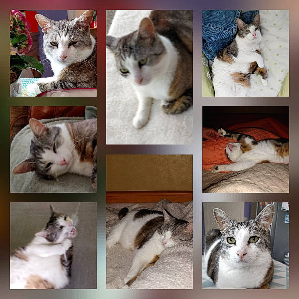 Diva participe au concours pour gagner de l'argent avec cette photo : aegean_cat, american_wirehair, art, carnivore, cat, collage, domestic_short_haired_cat, european_shorthair, felidae, kitten, mammal, photo_caption, polydactyl_cat, small_to_medium_sized_cats, snapshot, whiskers