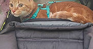 Cheese is registered to the contest to win money with this photo: cat, orange_tabby, pet_stroller, harness, floral_pattern, canopy, alert, pet_accessory, indoor, close_up, animal, cute, feline, resting, leisure, fabric, straps, seat, soft, transport