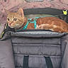 cat, orange_tabby, pet_stroller, harness, floral_pattern, canopy, alert, pet_accessory, indoor, close_up, animal, cute, feline, resting, leisure, fabric, straps, seat, soft, transport