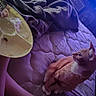 cat, bed, blanket, plate, rice, fork, person, legs, indoor, quilted_bedspread, furniture, television, cabinet, purple_light, curious, orange_cat, white_paws, collar, relaxed, cozy
