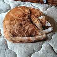 Cheese is registered to the contest to win money with this photo: cat, orange_tabby, sleeping, curled_up, mattress, furniture, wooden_dresser, indoor, pet, fur, paw, tail, cozy, resting, domestic_cat, quiet, relaxed, home, animal, cute