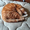 cat, orange_tabby, sleeping, curled_up, mattress, furniture, wooden_dresser, indoor, pet, fur, paw, tail, cozy, resting, domestic_cat, quiet, relaxed, home, animal, cute