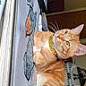 cat, orange_tabby, gold_chain, sketchbook, drawing, duck_illustration, indoor, art, pet, feline, whiskers, relaxed, table, paper, colored_art, domestic_animal, cozy, light, collar, cute
